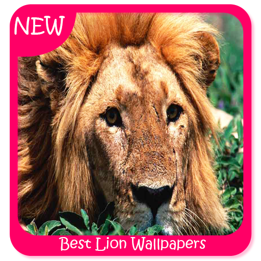 Best Lion Wallpapers