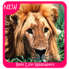 Best Lion Fonds d'écran icône