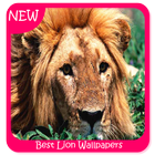 Best Lion Wallpapers آئیکن