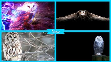 Owl Wallpapers syot layar 3