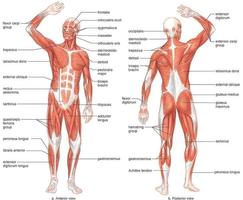 Human Body Anatomy Affiche