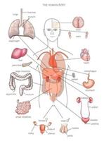 Human Body Anatomy capture d'écran 1