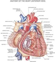 Human Body Anatomy capture d'écran 2