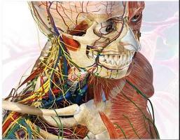 Human Body Anatomy capture d'écran 3