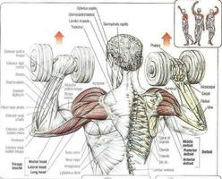 Shoulder Workouts poster