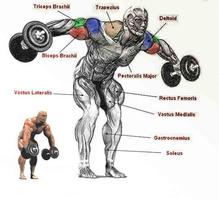 Shoulder Workouts capture d'écran 3