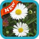 Mexican Diasy Wallpaper APK