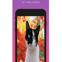 Cat Wallpapers 2018 imagem de tela 1