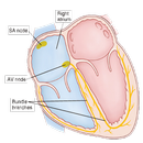 Cardiac Arrhythmia & Treatment APK