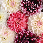 Colored Flowers Fragrant icon