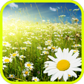 Chamomile Blossom