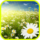 Chamomile Blossom icon