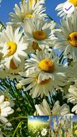 Chamomile Blossom Affiche