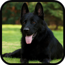 Faithful Dog Lock Screen APK