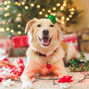 New Year's present for dog APK