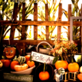 Halloween holiday