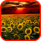 Sunflower Field Lock Screen-icoon
