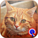 Cat Pictures & Games APK