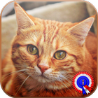 Cat Pictures & Games icône