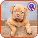 Puppy Pictures & Games APK