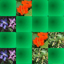 Medicinal plants - memory game APK