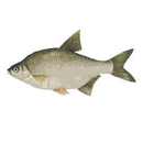 Fish Memory game APK