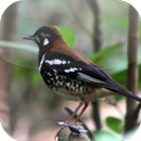 Suara Burung Anis Kembang APK