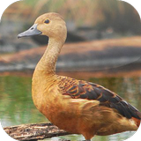 Suara Burung Belibis ícone