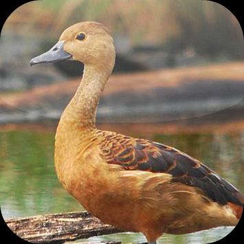Suara Burung Belibis For Android Apk Download