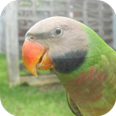 Suara Burung Betet APK