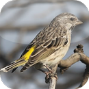 Suara Burung Blackthroat APK