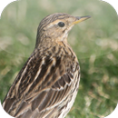Suara Burung Branjangan APK