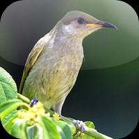 Suara Burung Cucak Kombo screenshot 3