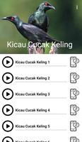 Suara Burung Cucak Keling poster