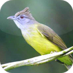 Suara Burung Cucak Jenggot