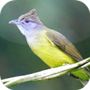 Suara Burung Cucak Jenggot APK