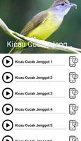 Suara Burung Cucak Jenggot poster