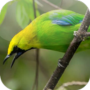 Suara Burung Cucak Rante APK