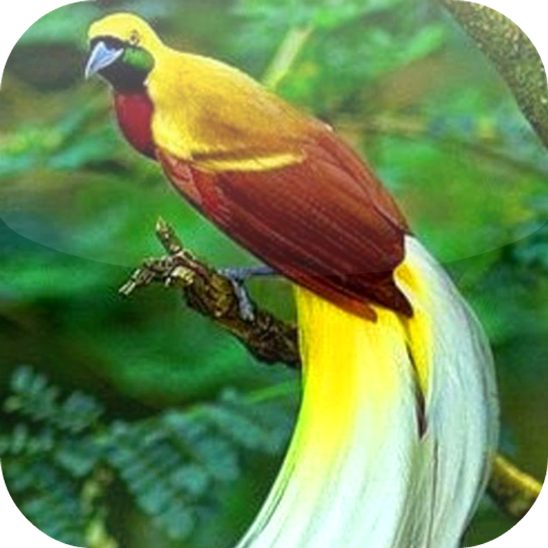 Gambar Burung Cendrawasih Png Gambar Burung Wallpaper