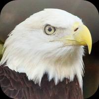Suara Burung Elang imagem de tela 3