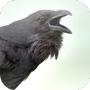 Suara Burung Gagak APK