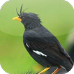 Suara Burung Jalak Kebo