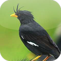 Suara Burung Jalak Kebo