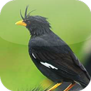 Suara Burung Jalak Kebo APK