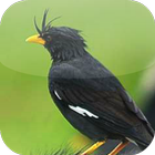 Suara Burung Jalak Kebo ícone