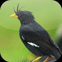 Suara Burung Jalak Kebo imagem de tela 3