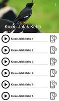 Suara Burung Jalak Kebo Cartaz