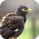 Suara Burung Jalak Nias APK