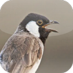 Suara Burung Kutilang
