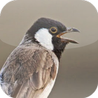 Suara Burung Kutilang ícone